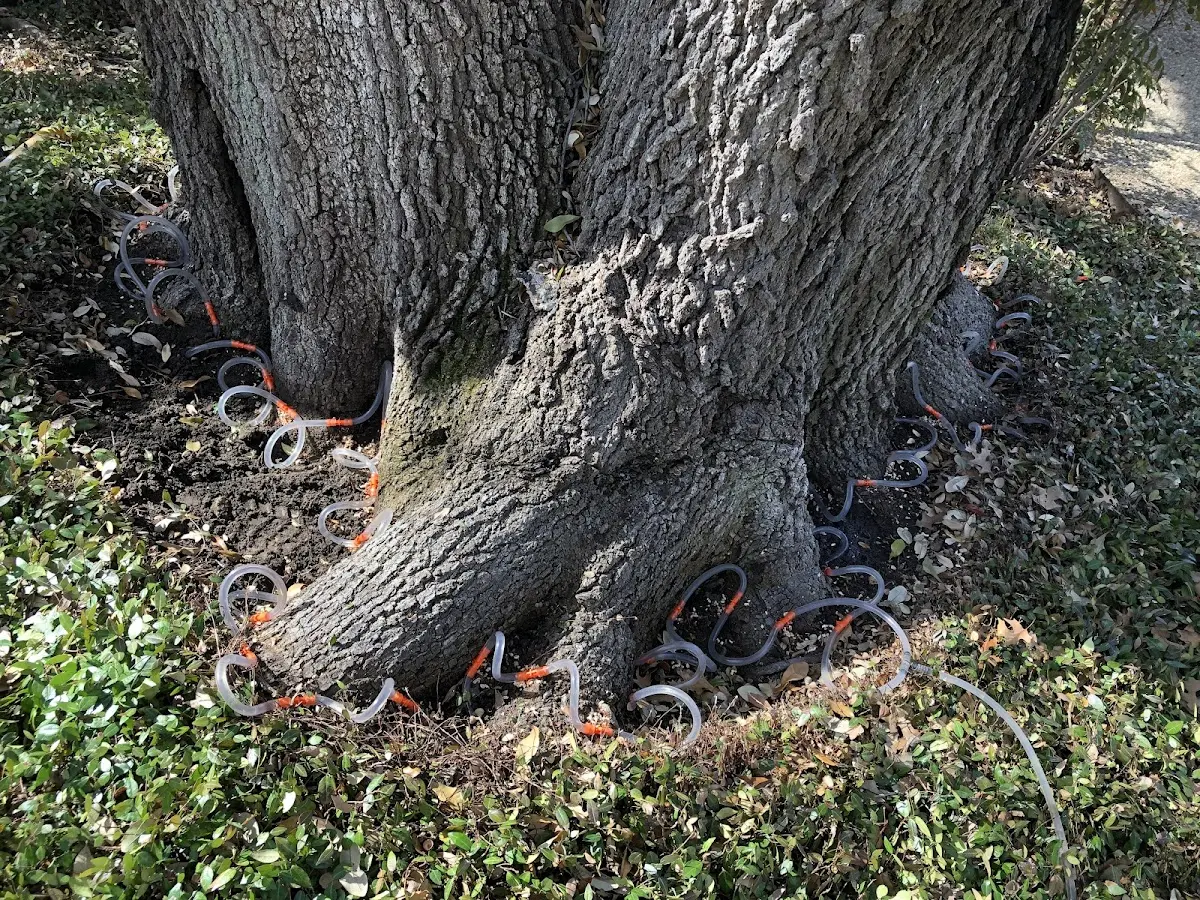 Detailed Tree Cabling and Bracing job site in Short Hills