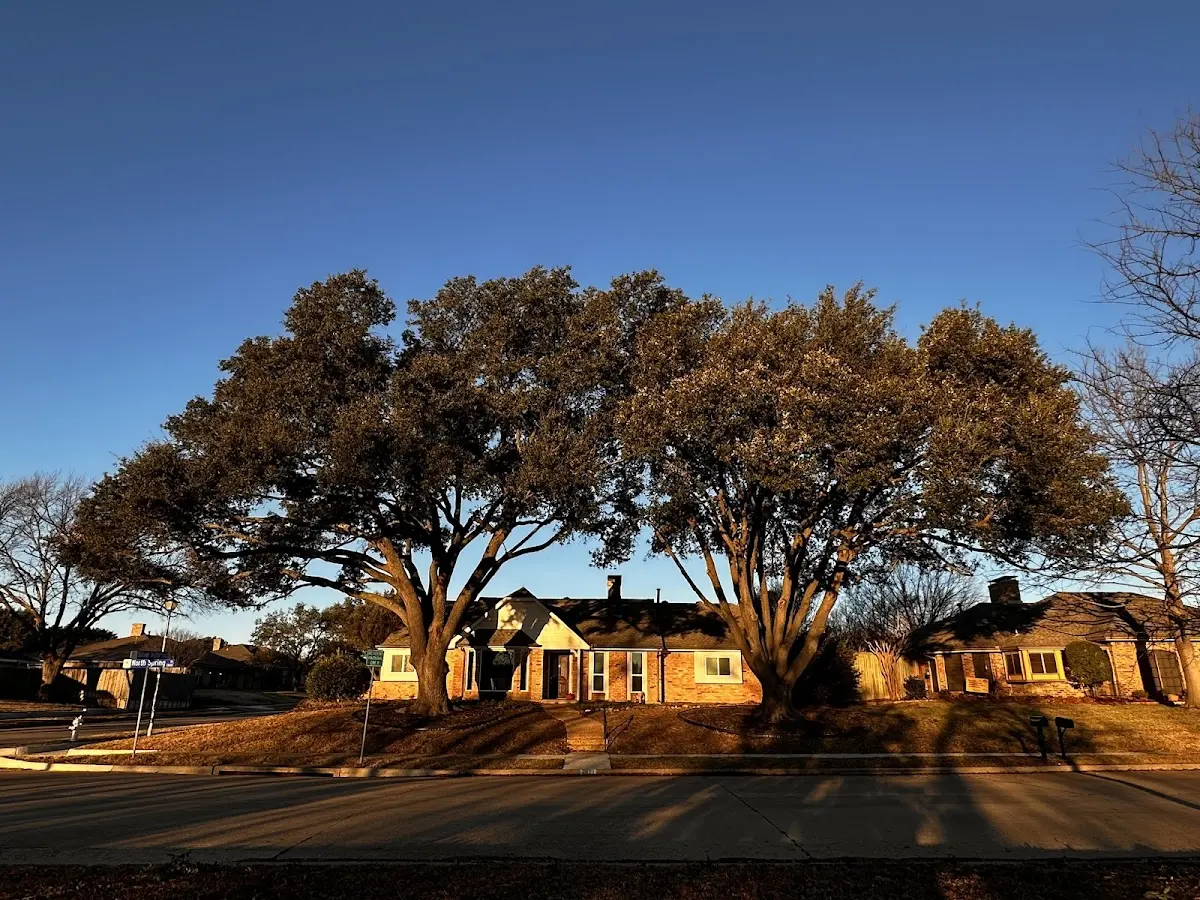 Established residential canopy tree shading a home in Short Hills